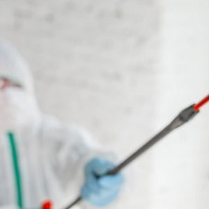 mold-remediation